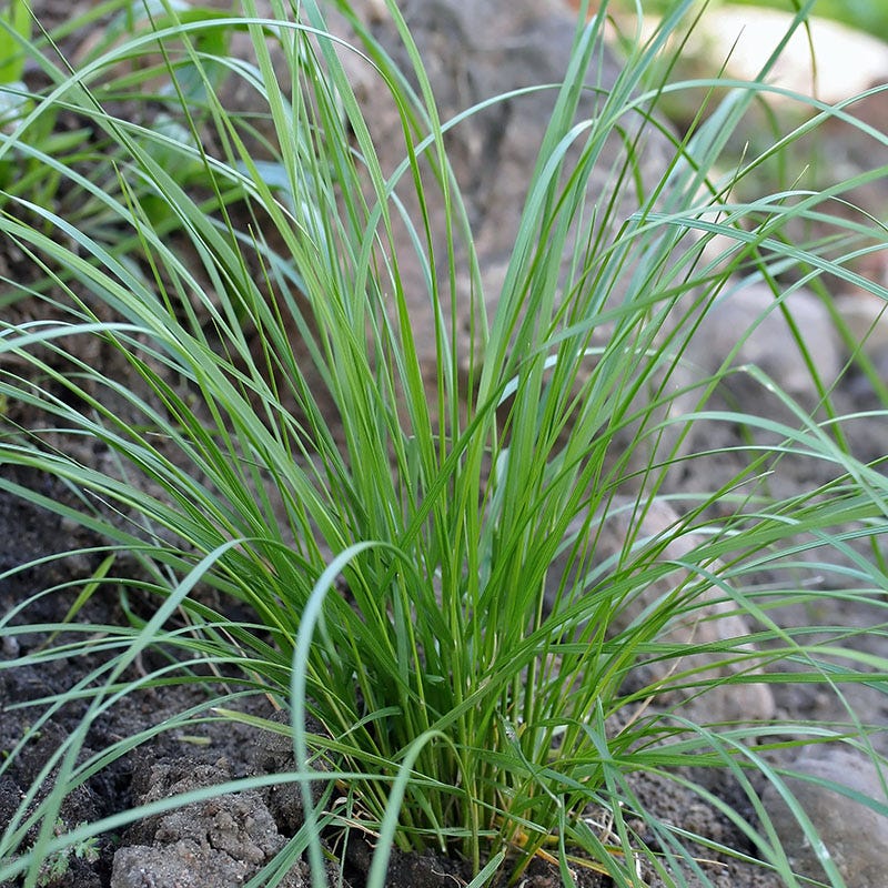 Tufted Hair Grass