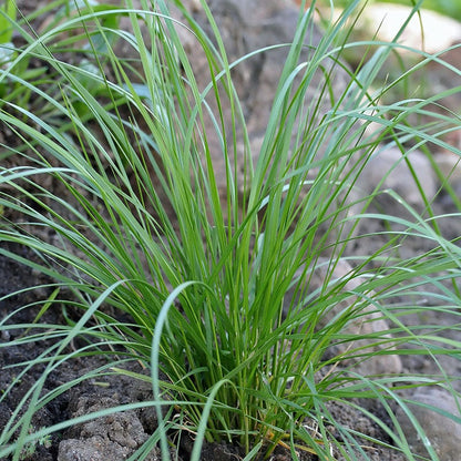 Tufted Hair Grass