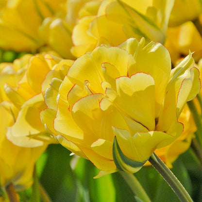 Akebono Darwin Tulip