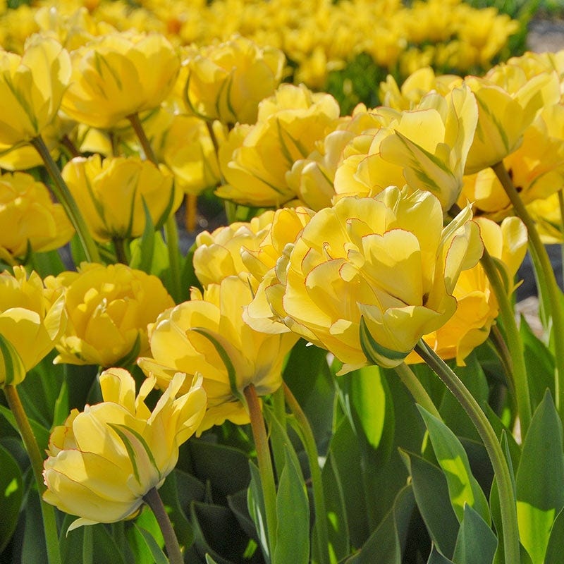 Akebono Darwin Tulip