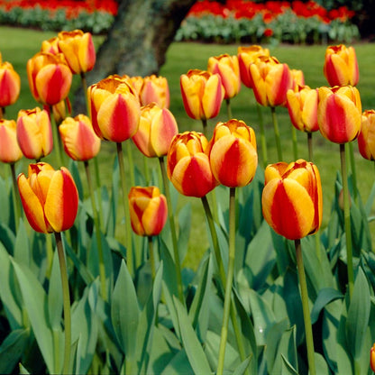 Premier Flower Bulb Collection