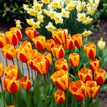 Apeldoorn Elite Darwin Tulip