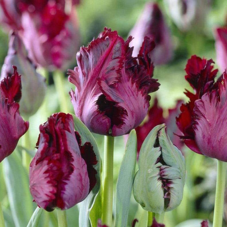 Tulipa Passion Tulip Flower Bulb - Thumbnail 2
