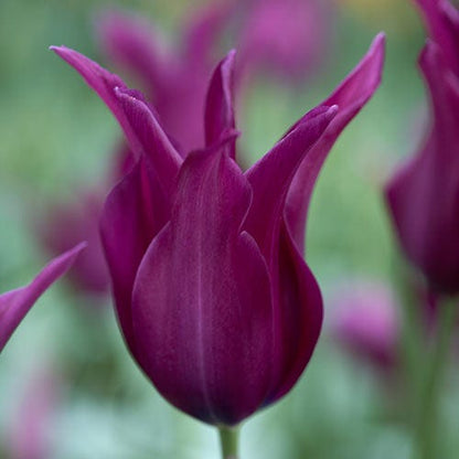 Burgundy Lily Flowered Tulip