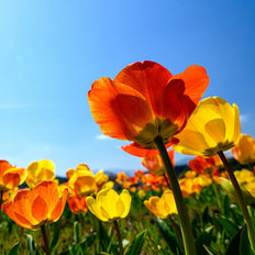 Fall-Planted Bulbs For Sun