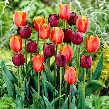 Fall Harvest Single Late Tulip Mix