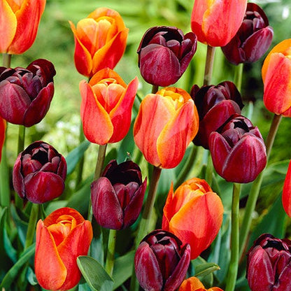 Fall Harvest Single Late Tulip Mix