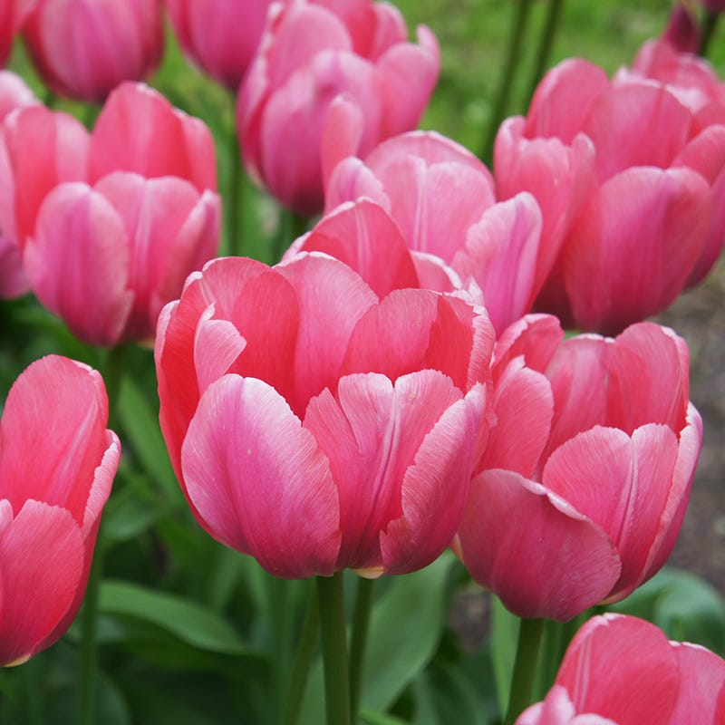 Tickled Pink Tulip Flower Bulb Collection
