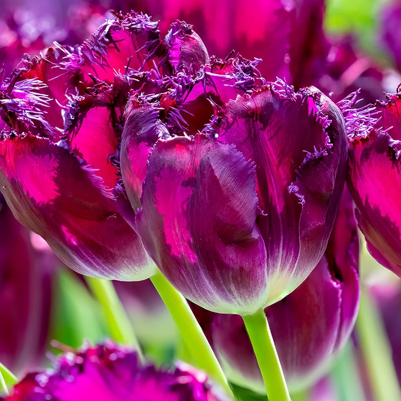 Spring Parade Bulb Collection