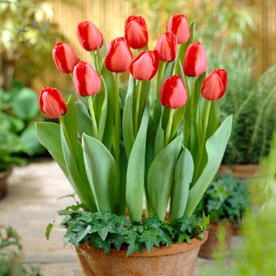 Red Oxford Darwin Tulip