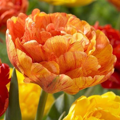 Sunshine Tulip Flower Bulb Collection