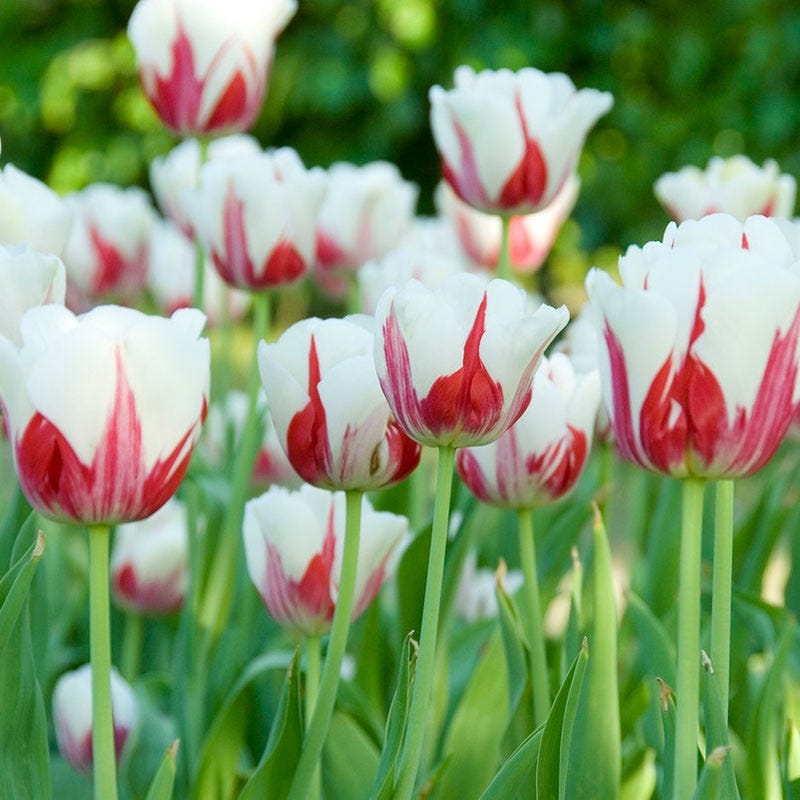 World Expression Single Late Tulip | American Meadows