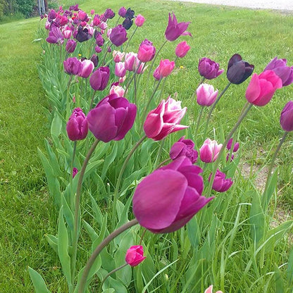 Blue Moon Triumph Tulip Mix