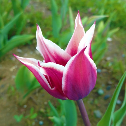 Blue Moon Triumph Tulip Mix