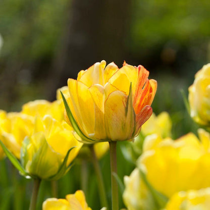Warm Glow Tulip Bulb Collection