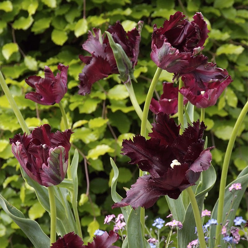 Black Parrot Tulip