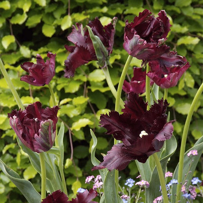 Black Parrot Tulip