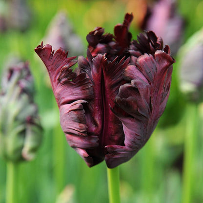 Plum Perfect Bulb Collection