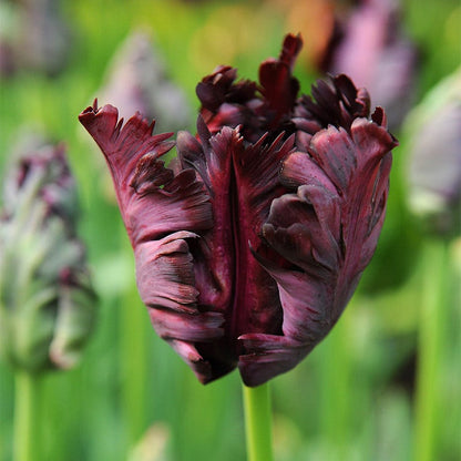 Black Parrot Tulip