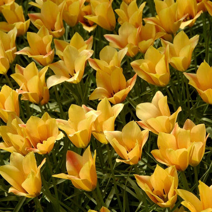 Bronze Charm Wild Tulip