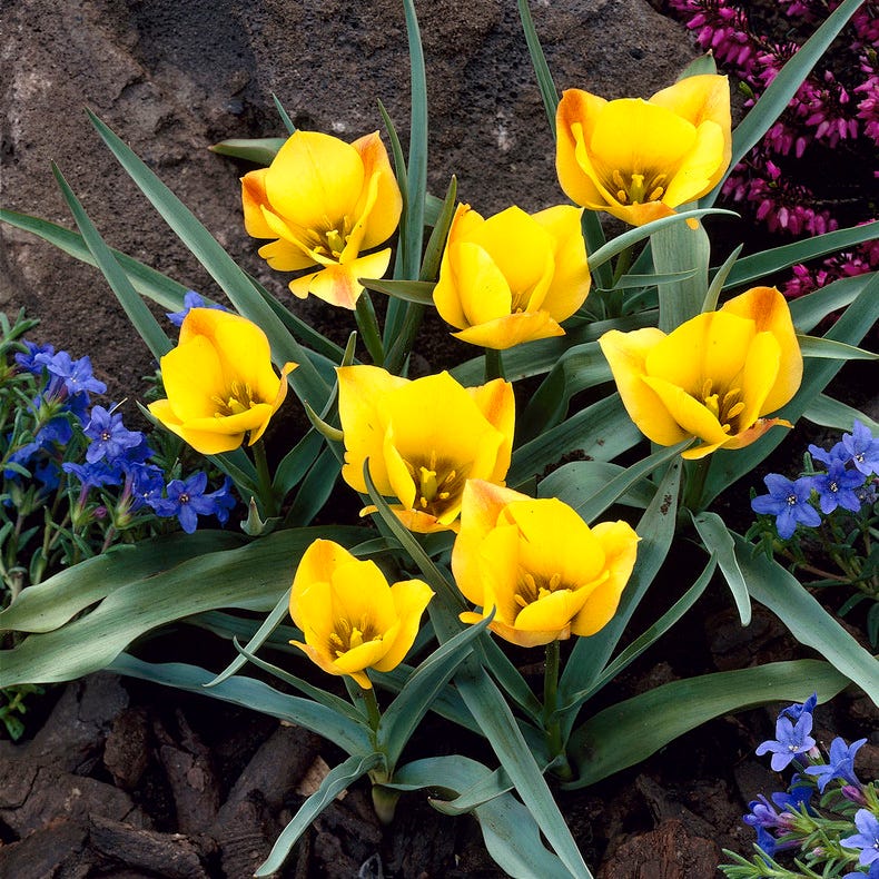 Bronze Charm Wild Tulip