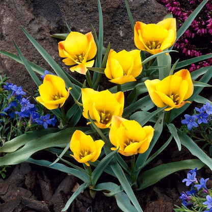 Bronze Charm Wild Tulip