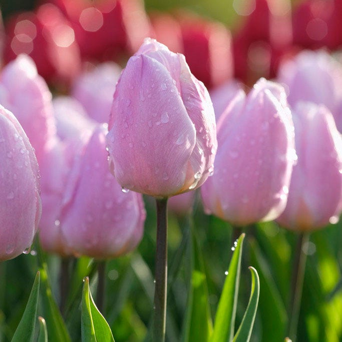 Sweet Treats Tulip Bulb Collection | American Meadows