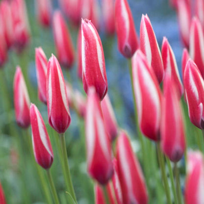 Peppermint Stick Tulip