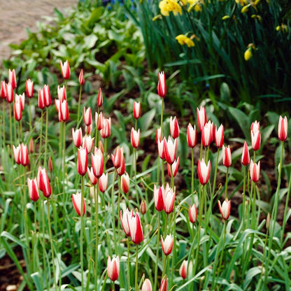 Peppermint Stick Tulip