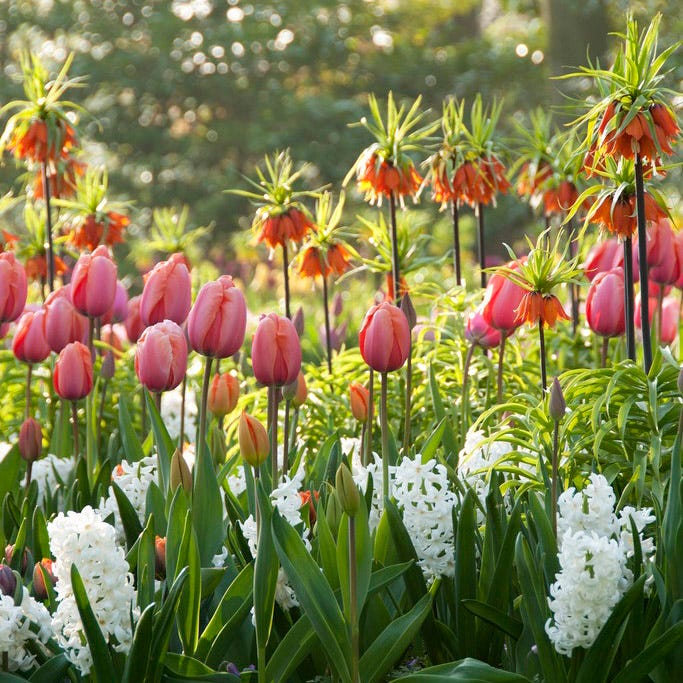 Apricot Impression Darwin Tulip