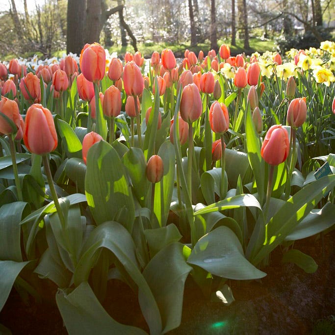Apricot Impression Darwin Tulip