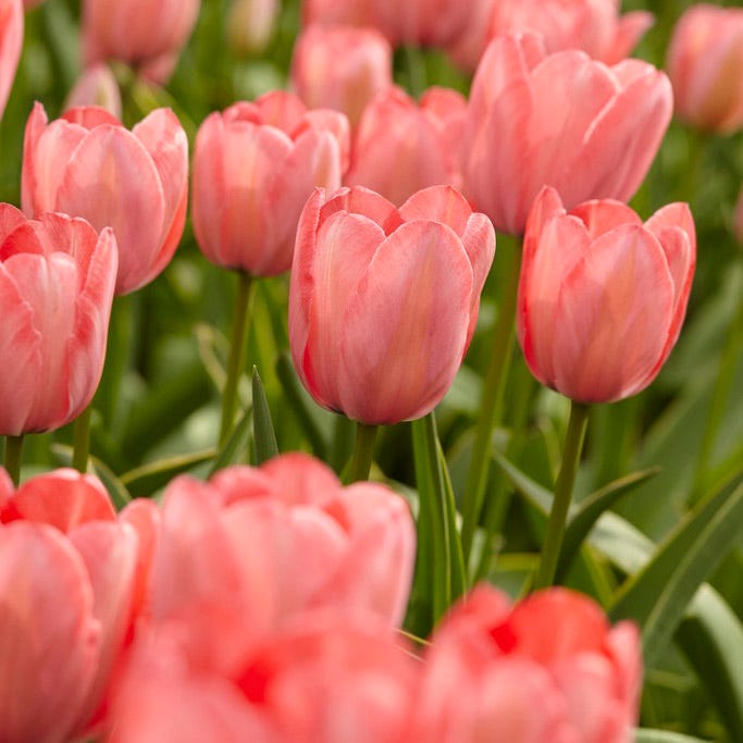 Apricot Impression Darwin Tulip