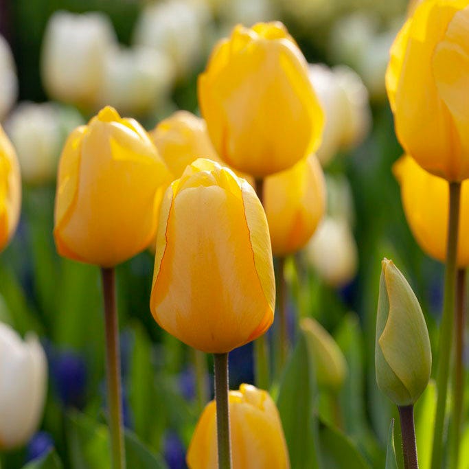 Golden Oxford Darwin Tulip