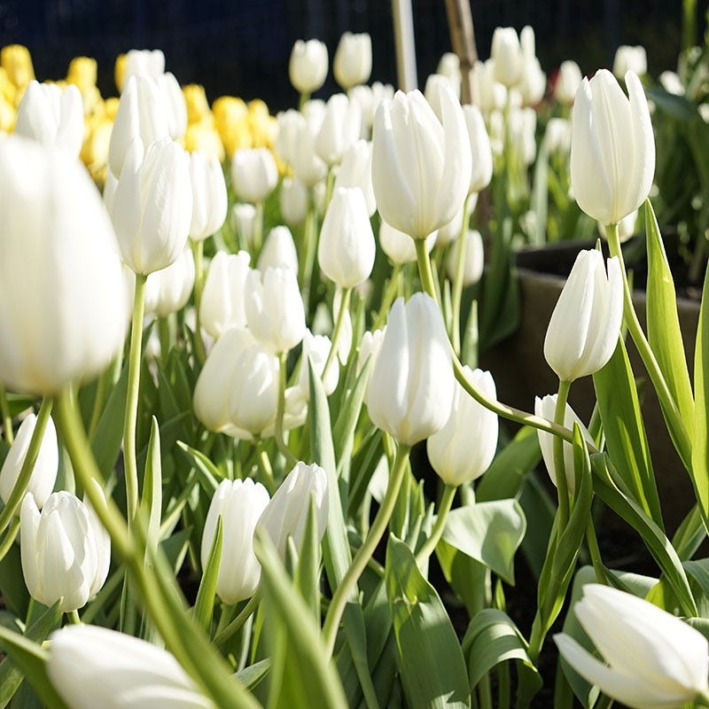 Hakuun Darwin Tulip - Thumbnail 2