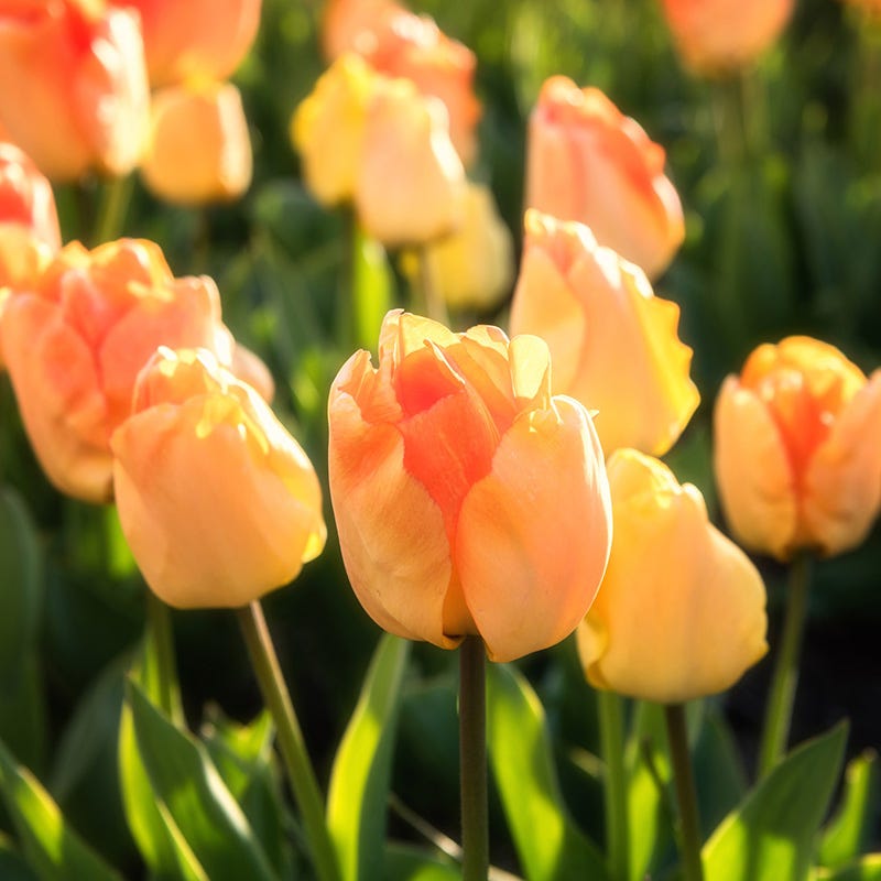 Daydream Darwin Tulip