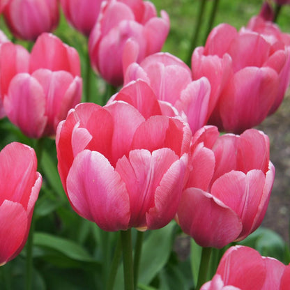 Pink Impression Darwin Tulip