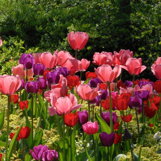 Pink Impression Darwin Tulip