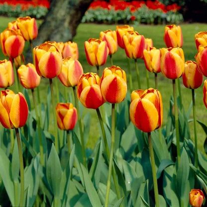 Sunshine Tulip Flower Bulb Collection