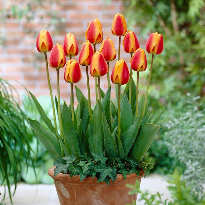 Apeldoorn Elite Darwin Tulip