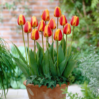Apeldoorn Elite Darwin Tulip