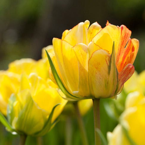 Akebono Darwin Tulip