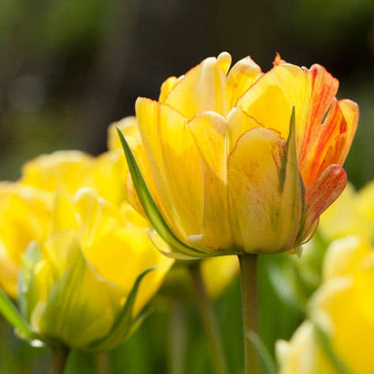 Akebono Darwin Tulip