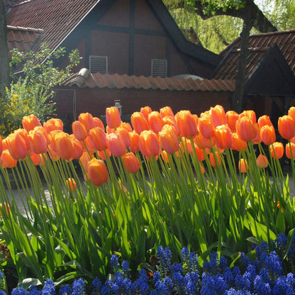 Tulipe - Virichic - Tulipa - Fleurs bicolores contrastées - Bulbes - 5 Tulipe - Virichic - Tulipa - Fleurs bicolores contrastées - Bulbes - 5