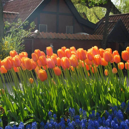 Sweet Treats Tulip Bulb Collection