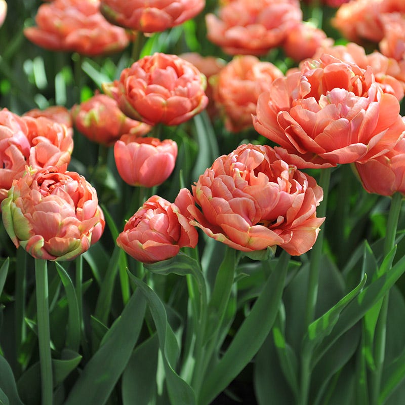 Copper Image Double Late Tulip