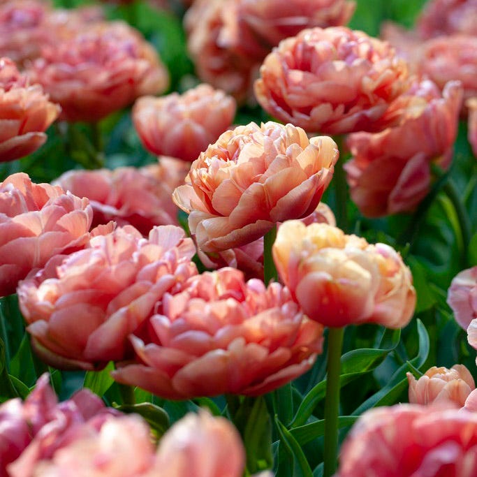 Copper Image Double Late Tulip