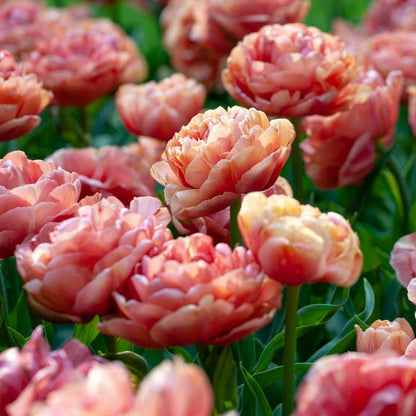 Copper Image Double Late Tulip