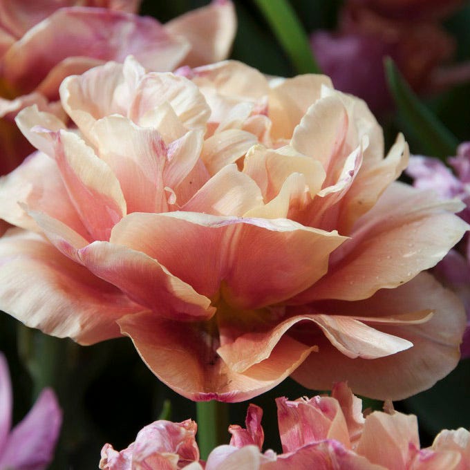 Copper Image Double Late Tulip