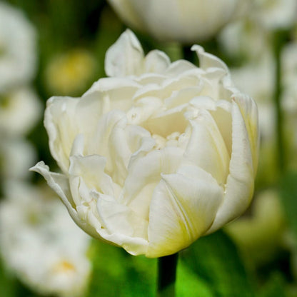 Mount Tacoma Double Late Tulip