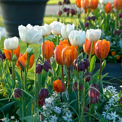 Mount Tacoma Double Late Tulip